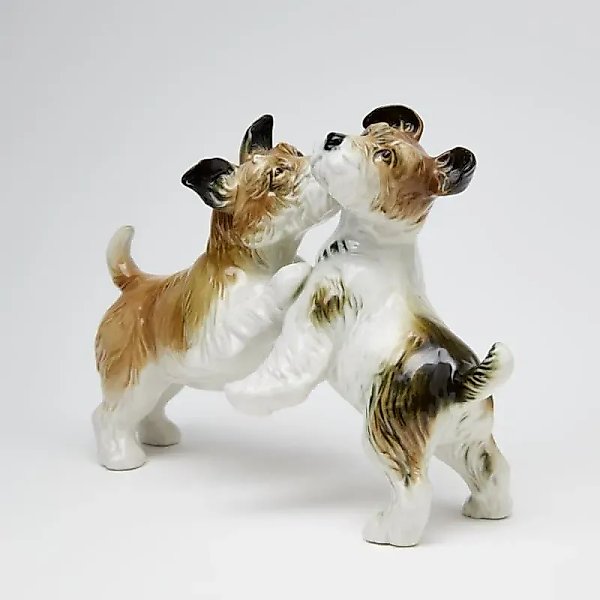 Terriers are playing.