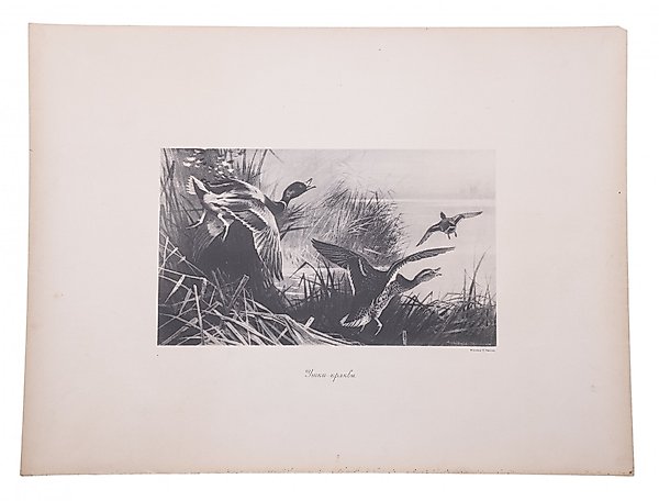 Фототипия «Утки-кряквы», П. Павлов, Россия, 1900-1920 гг.