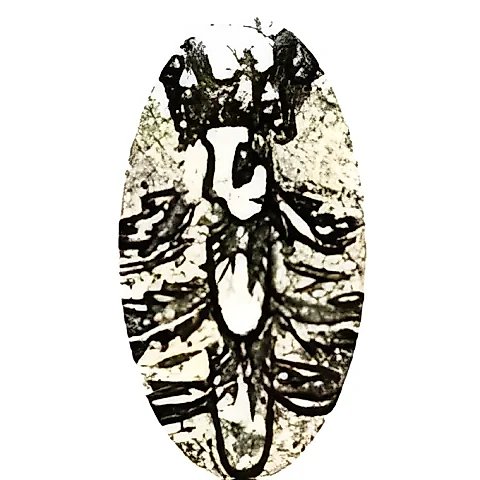 полтина 1718, L, арабески на груди — 4