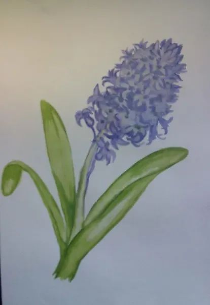 Hyacinth watercolor, paper