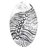 1 рубль 1734, тип 1734 года, голова меньше(переходный портрет), крест короны разделяет надпись, 8 жемчужин в волосах