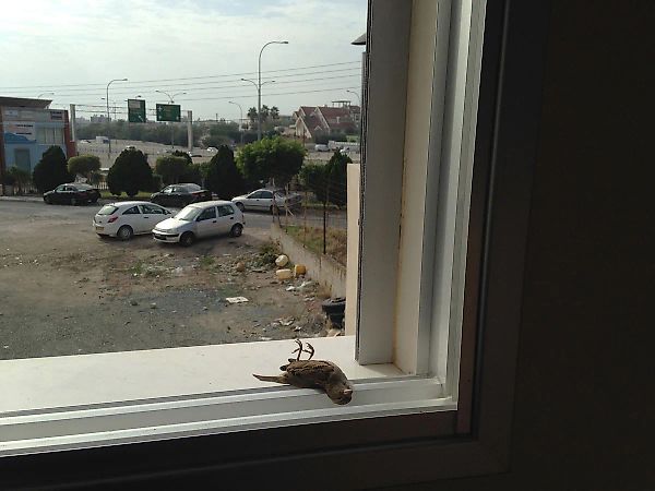 Марина Ксенофонтос представит Кипр на Венецианской биеннале 2026 года