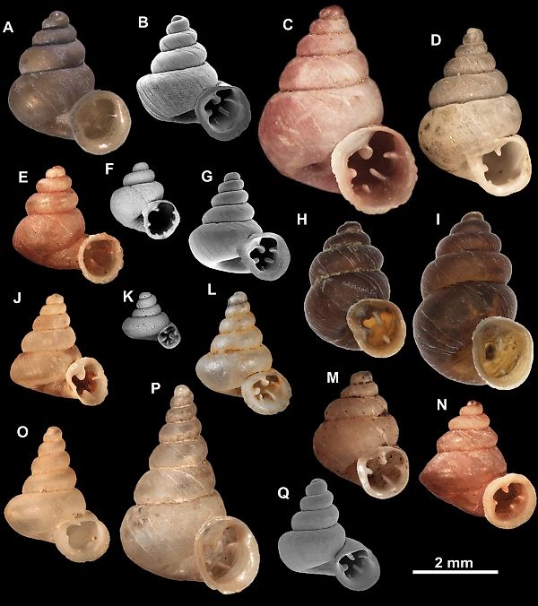 Удивительное открытие: новые виды микроснайлов, названные в честь Пикассо