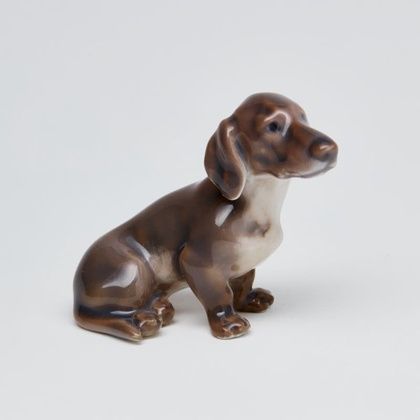 Dachshund