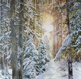 Winter fairy tale oil, canvas