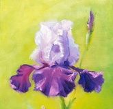 Proud Iris oil, canvas on cardboard.