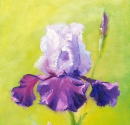Proud Iris oil, canvas on cardboard.