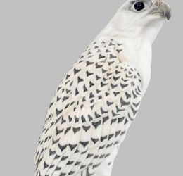 Art Nouveau Animal Figure "Icelandic Falcon"