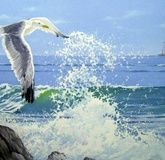 Seagull canvas, oil.