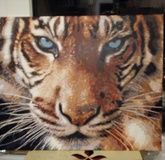 Tiger, acrylic on canvas
